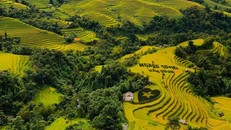 Vào mùa cơm mới ở Hà Giang