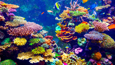 14% rạn san hô trên thế giới biến mất trong thập kỷ qua