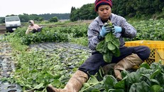 Nhật Bản thay đổi chính sách người lao động nước ngoài