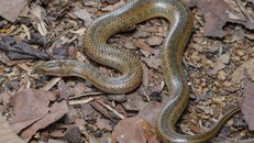 Phát hiện hơn 220 loài mới tại vùng Mekong mở rộng