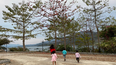 Cây hoa gạo bên cầu Pá Uôn năm nay nở sớm khi đúng ra nó sẽ nở rộ sắc đỏ vào tháng 3. Cả buổi chiều tôi và đám trẻ người Kháng được dịp thoả thích nhặt từng bông gạo rực đỏ rơi đầy bên chân cầu.