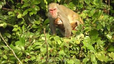 Bảo tồn loài khỉ Macaca quý hiếm tại Vườn Quốc gia Bến En