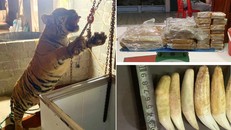 Tang vật lực lượng Công an tỉnh Thanh Hóa thu giữ.