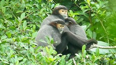 Bảo tồn loài Chà vá chân đen của núi Chứa Chan