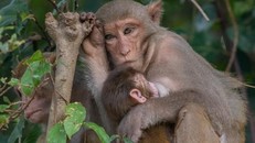 Bảo tồn đàn khỉ quý hiếm tại đảo Hòn Trà