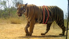 Ấn Độ bắt giữ con hổ đã sát hại 13 người