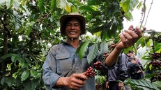 Hậu quả của biến đổi khí hậu đối với người trồng cà phê Việt Nam 