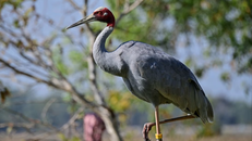 Nỗ lực 'hồi sinh' loài sếu đầu đỏ quý hiếm của Thái Lan