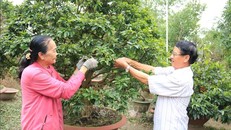 Nhà vườn trồng mai tất bật chuẩn bị vụ Tết