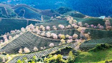 Sức bật mới của du lịch Lào Cai