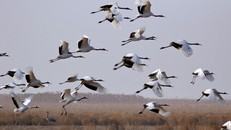 Nỗ lực bảo vệ các loài chim di trú Trung Quốc