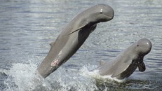 Campuchia bảo vệ cá heo sông Mekong quý hiếm