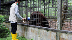 Động vật hoang dã mất 'nhà' do Indonesia xây thủ đô mới