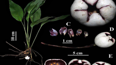 Phát hiện loài tỏi đá mới tại Thừa Thiên - Huế