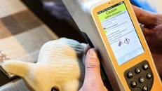 Phát hiện thuốc lắc trong thỏ chocolate Phục sinh