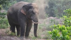 Xua đuổi thành công voi rừng quay trở lại rừng tại Đồng Nai