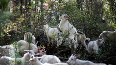 Đàn dê đẩy lùi cháy rừng tại Chile