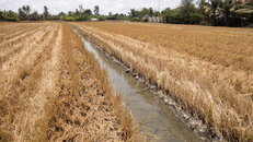 Đồng bằng sông Cửu Long cần trữ nước để ứng phó với xâm nhập mặn​