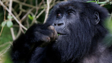 Nghiên cứu gen giải mã sự khác biệt của loài người