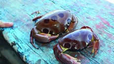 Một người tử vong nghi do ngộ độc vì ăn cua biển 