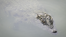 Cá sấu tung hoành tại Trung Quốc sau lũ lụt