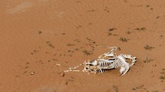 Cảnh báo nguy cơ xảy ra cuộc đại tuyệt chủng lần thứ 6