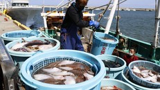 Nhật Bản chưa phát hiện chất phóng xạ trong cá 