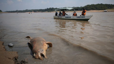 Cá heo Amazon chết hàng loạt 