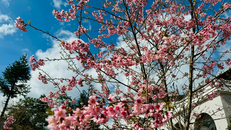 Sắc hồng rực của cánh hoa đào làm đất trời Sa Pa như được sưởi ấm trong tiết trời đông.