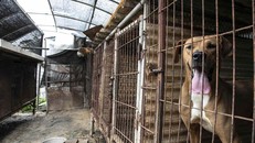 Hàn Quốc sắp tiến tới lệnh cấm tiêu thụ thịt chó