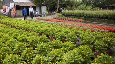 Chi phí đầu tư tăng cao, nhà vườn lo lắng cho thị trường hoa Tết