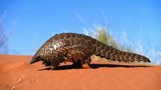 Tác động của nhiệt độ đối với loài tê tê