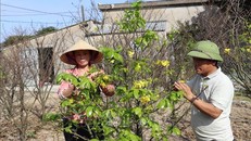 "Thủ phủ" mai vàng Hà Tĩnh rộn ràng vào vụ Tết