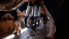 Phát hiện virus H5N1 trong sữa