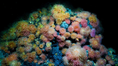 Na Uy bị kiện về kế hoạch khai thác khoáng sản dưới đáy biển