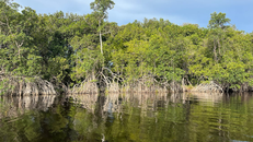 Một nửa hệ sinh thái rừng ngập mặn trên thế giới đang bị đe dọa