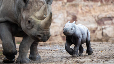 Biến đổi khí hậu đe dọa mới đối loài tê giác đen