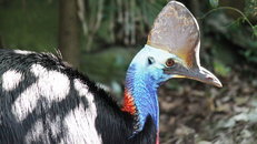 Loài chim biểu tượng của Australia đối mặt nguy cơ tuyệt chủng