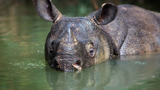 Nạn săn trộm tận diệt tê giác Java