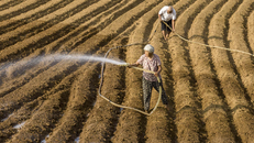 Nắng nóng đe dọa "vựa lúa của Trung Quốc"