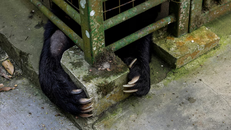 Thợ săn, nhà bảo tồn hợp lực bảo vệ gấu đen Formosan