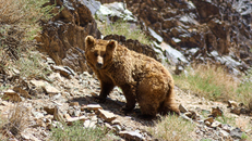 Lần đầu tiên phát hiện gấu Gobi tại Trung Quốc