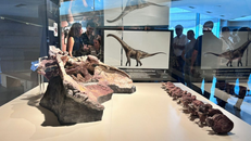 Phát hiện hóa thạch loài khủng long mới tại Tây Ban Nha