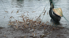 Xuất hiện virus bí ẩn lây lan tại Trung Quốc khiến nông dân thiệt hại nặng