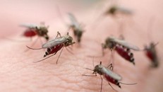 Muỗi vằn Aedes có thể hút máu suốt cả ngày nhưng chúng thường tìm người để "chích" nhiều nhất vào ban ngày.