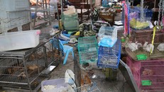 Nhiều chú chó chưa được thanh lý đang nhốt vào lồng chờ vận chuyển đến nơi khác.
