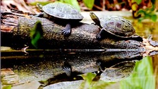 Thiên nhiên tuyệt đẹp trong Vườn quốc gia Cúc Phương