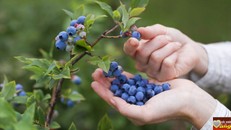 Các loại thực phẩm giúp tăng cường trí nhớ ngắn hạn