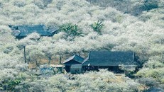 Quên lối về tại thiên đường hoa trắng Mộc Châu