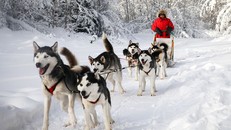 Xe chó kéo - Dịch vụ du lịch siêu 'hot' ở Nga